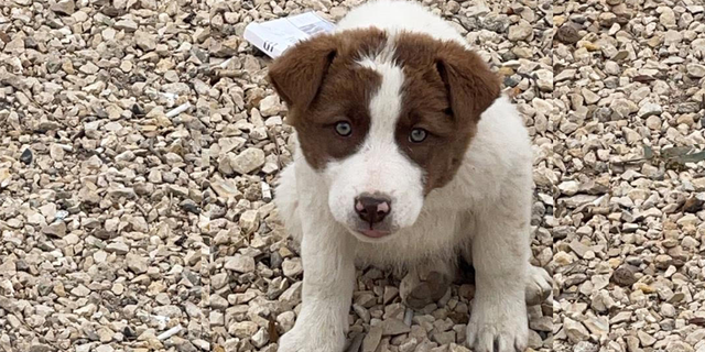 Wasim was found on the side of a busy road in the Middle East, nonprofit Paw of War said about the puppy.