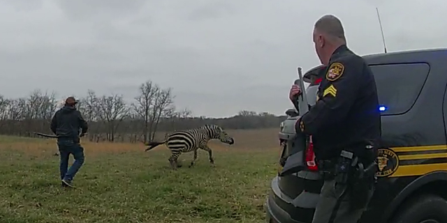 The Pickaway County, Ohio zebra attack left a man in jeopardy of losing his arm.