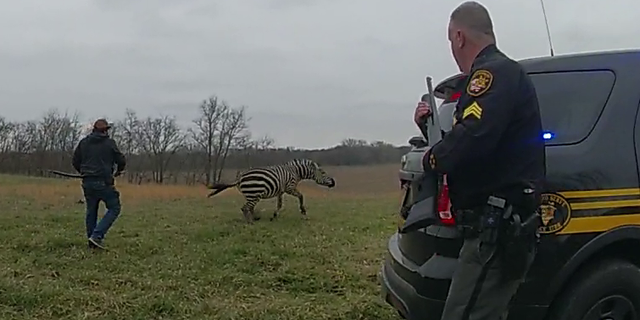 The Pickaway County, Ohio zebra attack left a man in jeopardy of losing his arm.