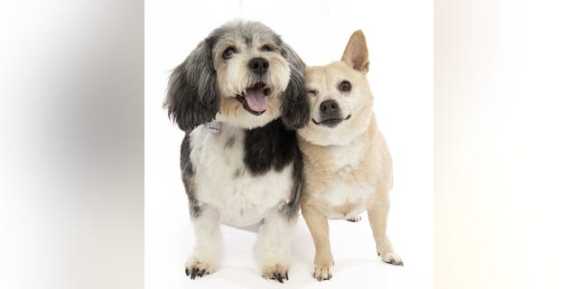Deep Dish and Jambalaya are so strongly bonded that the shelter does not want to split them up. Muttville pairs dogs with people throughout the state of California. 