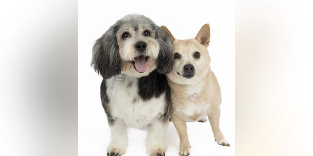Jambalaya, left, and Deep Dish are two senior dogs who are the best of friends. 
