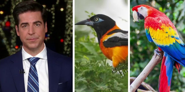 The Honduran national bird the scarlett macaw (far right) and the Venezuelan national bird the Troupial (middle).