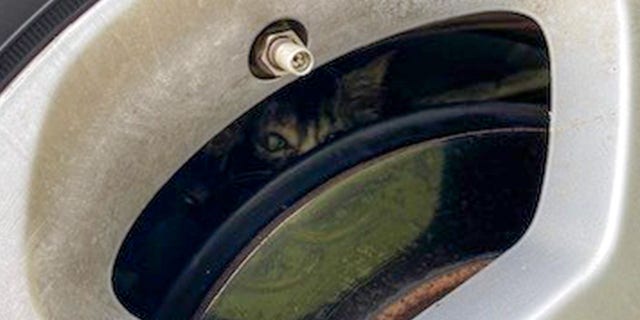Officer Marshall Smith was awarded a Letter of Commendation for rescuing a kitten (pictured here, peeking out) after it became trapped in a wheel well in Jacksonville, Florida.