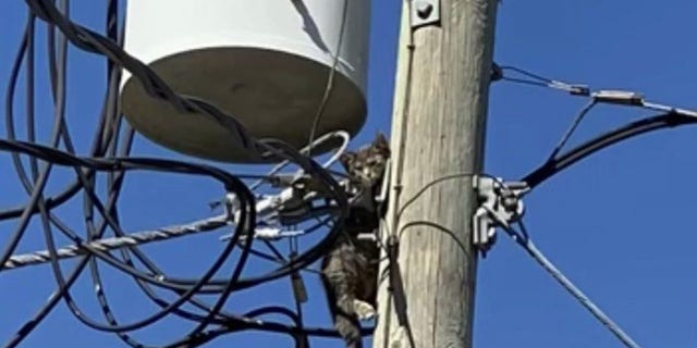 The San Carlos Fire Department, Florida Power and Lights, the Lee County Sheriff's Office and the Lee County Domestic Services teamed up to rescue a five-month-old kitten found stuck on a power pole.