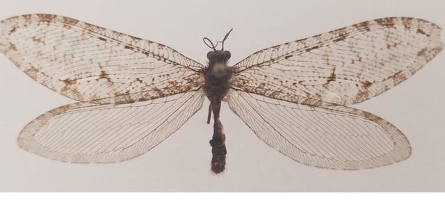 This Polystoechotes punctata or giant lacewing was collected in Fayetteville, Arkansas in 2012 by Michael Skvarla, director of Penn State’s Insect Identification Lab. The specimen is the first of its kind recorded in eastern North America in over 50 years – and the first record of the species ever in the state.  