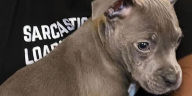 The Detroit puppy, Lady, was left for dead in a trash can.