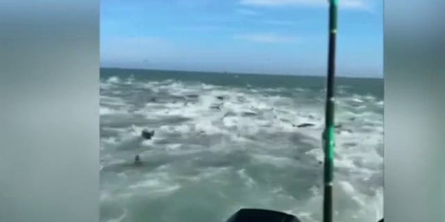 A boat is surrounded by sharks