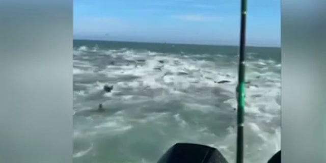 A boat is surrounded by sharks