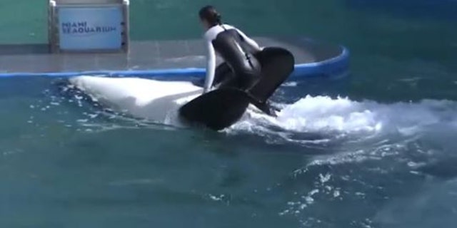 Lolita the orca performing at Miami Seaquarium.