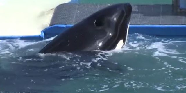 En marzo de 2022, el Miami Seaquarium anunció que Lolita ya no estaría en exhibición pública ni se usaría para exhibiciones en escena.