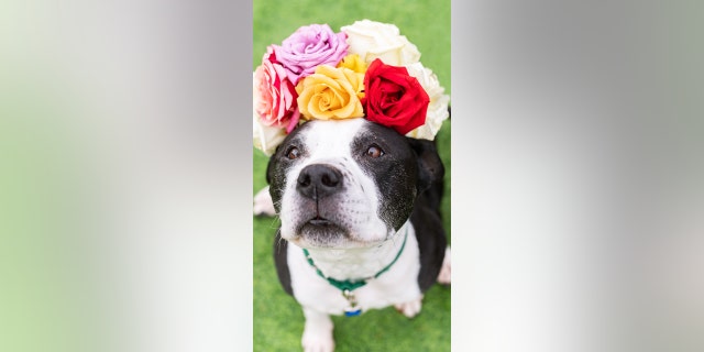 Marley is "62 pounds of pure love," the Animal Refuge League of Greater Portland said.