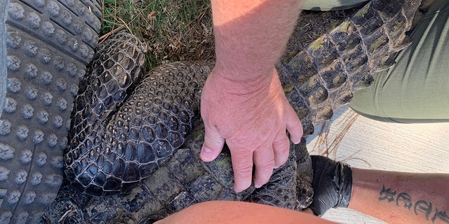 The large reptile was captured and removed from the home by animal control officers.