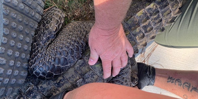 The large reptile was captured and removed from the home by animal control officers.