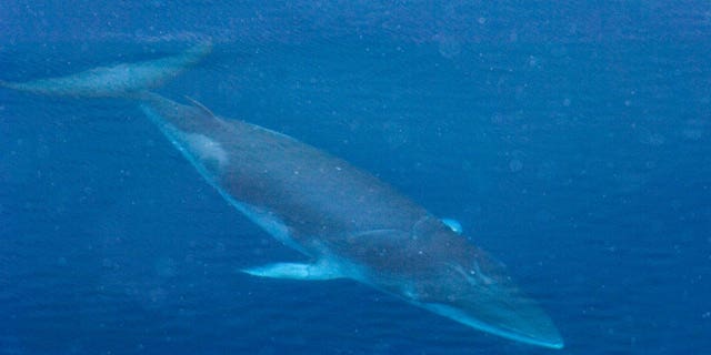 Only big whales can lunge-feed successfully, according to a study on ...