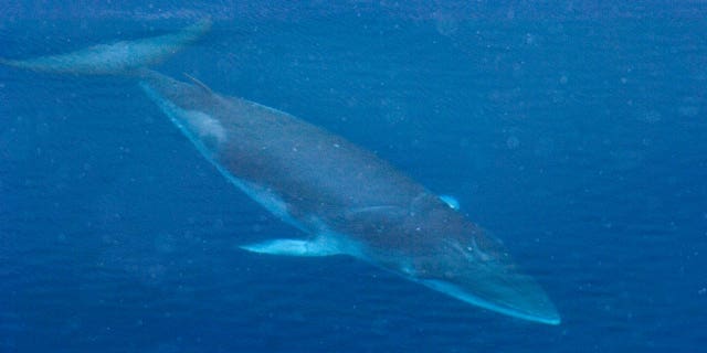 Dwarf Minke Whale is seen in Antarctica.