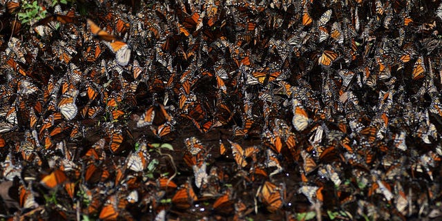 Mexican officials blame a 22% drop in monarch butterfly migration on deforestation.