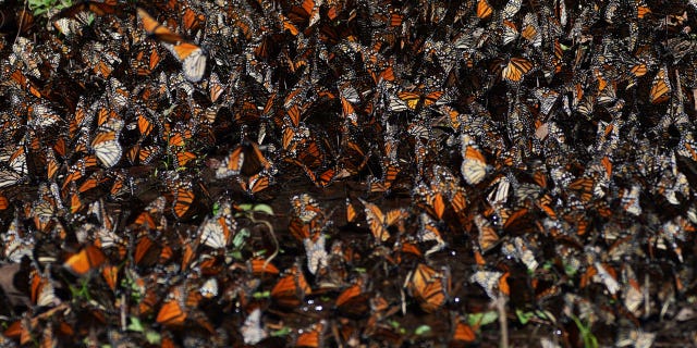 Mexican officials blame a 22% drop in monarch butterfly migration on deforestation.