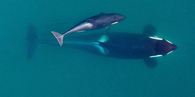 An adult female Southern Resident killer whale swims with her calf in September 2015. New research suggests that inbreeding may be a key reason to why orcas have failed to recover despite decades of conservation efforts. 