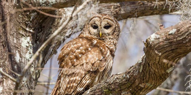 A barred owl rests in a tree in the Atchafalya Basin in southern Louisiana.