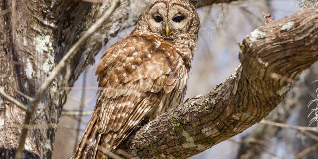 A barred owl rests in a tree in the Atchafalya Basin in southern Louisiana.