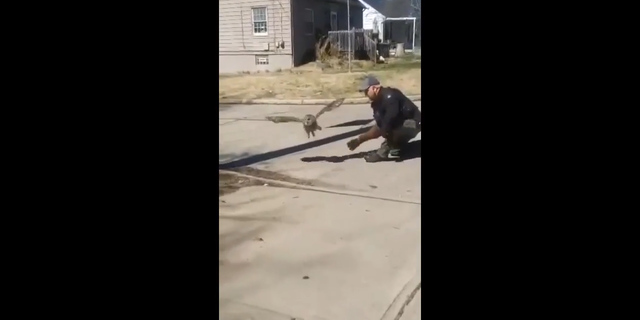 An own in Ohio flies off into the wild after animal rescue officials released it from a Cincinnati resident's chimney.