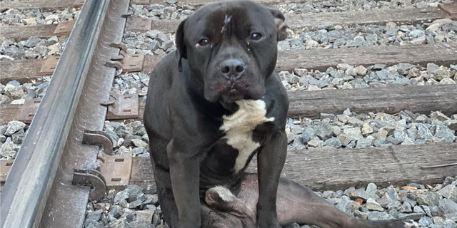 Lucky was abandoned on Southeastern Pennsylvania Transportation Authority (SEPTA) tracks and stayed there for two days.