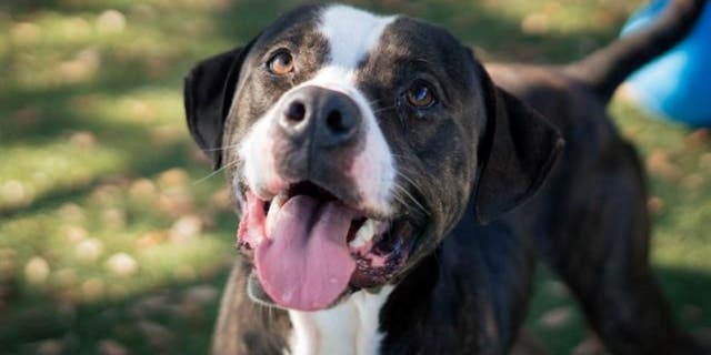 Nicholas is a 3-year-old affectionate dog who been impounded by Orange County Animal Services for 95 days.