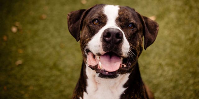 Orange County Animal Services said that Nick has been ignored because households find mixed-breed dogs less desirable.