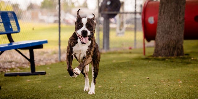 Orange County Animal Services hopes that Nicholas will be adopted after the "Pick Nick" event.