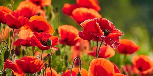 Because poppy seeds come from the opium poppy plant, which is also the source of opioid drugs, the seeds are coated with trace amounts of the illicit substances.