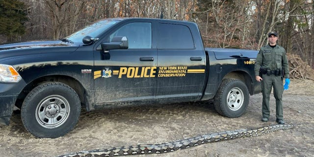 The dead python was 14 feet long, spanning the length of the New York State Department of Environmental Conservation's pickup truck.