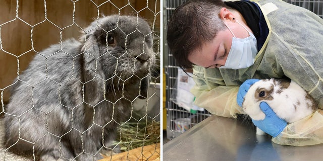 A total of 246 rabbits were confiscated from a Pierce County home following a year-long investigation by the Pierce County Animal Control.