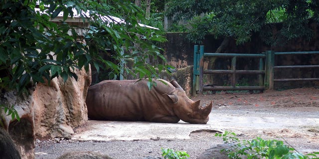 Un rinoceronte yace dentro de un recinto en el zoológico del Dr. Juan A. Rivero en Mayagüez, Puerto Rico, el 7 de julio de 2017. Las autoridades federales abandonaron su investigación sobre las denuncias de abuso animal. 