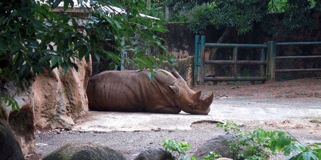 A rhinoceros rests inside an enclosure at the Dr. Juan A. Rivero Zoo in Mayaguez, Puerto Rico, on July 7, 2017. Federal authorities are dropping their investigation into allegations of mistreatment of animals. 