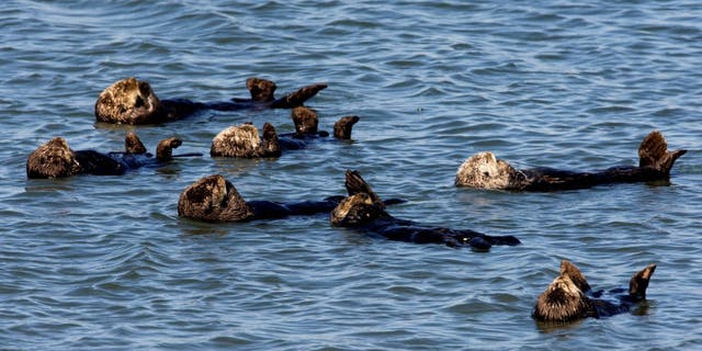 Otters floating at the surface, resting in Monterey Bay, California.