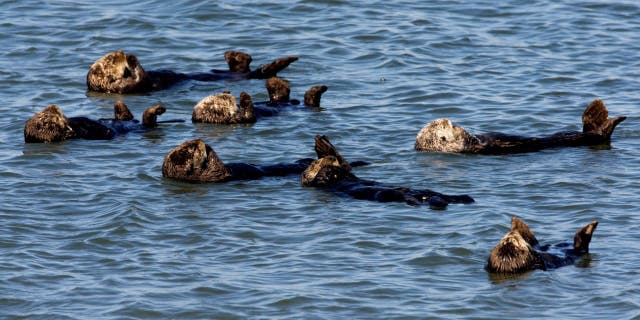 Otters floating at the surface, resting in Monterey Bay, California.