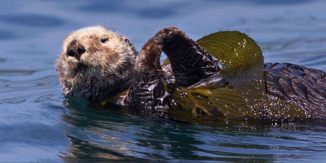 Sea Otter frolicking in the kelp bed, in the no otter zone south of Point Conception, off the Santa Barbara County coast. 