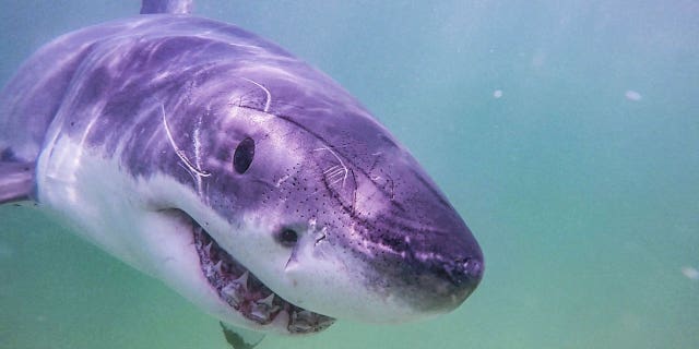 Cape Cod Sharks
