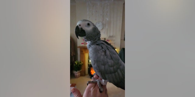Jack, a female Congo African grey parrot shown at home, lived with owner Lorna Webb, 28, and her father in Bedfordshire for 10 years — and picked up on the man's cough from COPD.