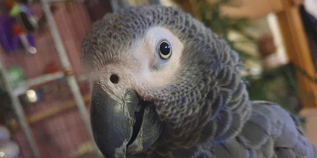 Jack is a female Congo African grey parrot — and she mocks her's owner's dad's cough. 