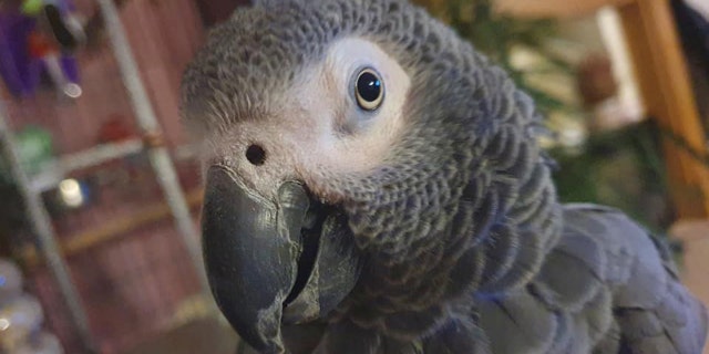 Jack is a female Congo African grey parrot – and she mocks the cough of her owner's dad.