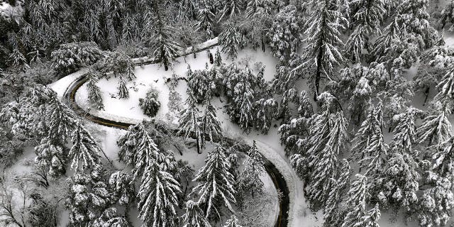 State Route 138 winds through snow-covered trees near Hesperia, California, on March 1, 2023. Tremendous rains and snowfall since late last year have freed half of California from drought.