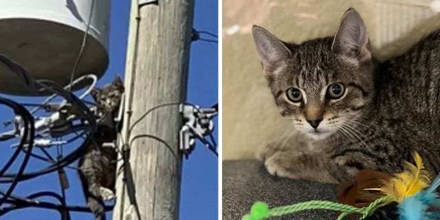 Thanks to the efforts of the different agencies in the Lee County area, Sparky is safe and will be looking for a forever family.