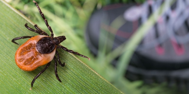 Lurking deer tick and foot in hiking boot on green grass. 