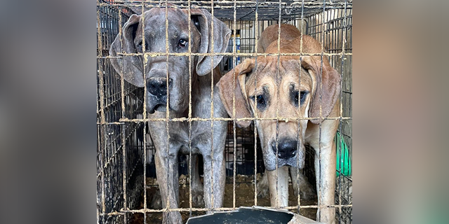 Tennessee law enforcement seized 34 animals from a breeding mill where the animals were living in inhumane conditions.