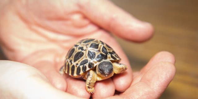 One of the three baby tortoises that hatched last week at the Houston Zoo. 