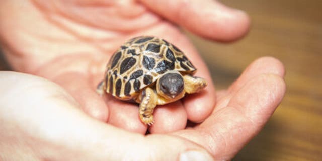 One of the three baby tortoises that hatched last week at the Houston Zoo.