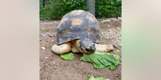 Mr. Pickles, a 90-year-old radiated tortoise, is a first-time father after 27 years of companionship with Mrs. Pickles.