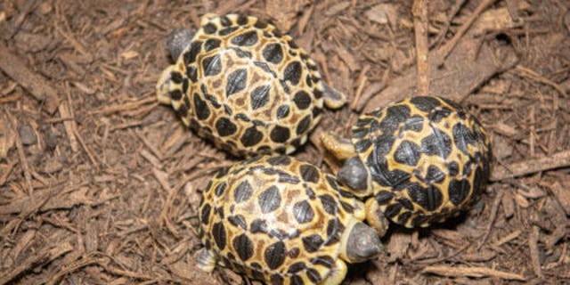 Dill, Gherkin, and Jalapeño will be taken care of by a team of herpetologists until they are old enough to live with their parents. 