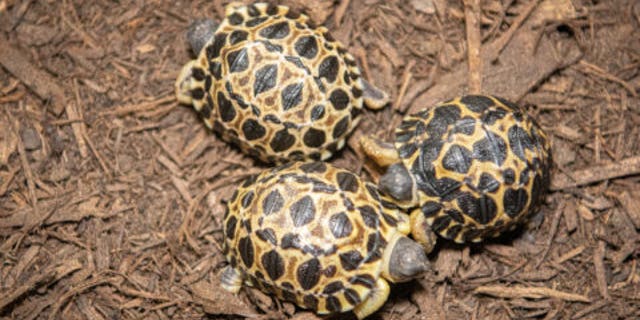 Dill, Gherkin, and Jalapeño will be taken care of by a team of herpetologists until they are old enough to live with their parents.